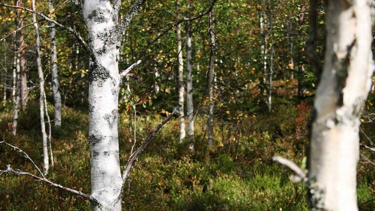 Läs mer om artikeln Skogspromenad i älgjaktstider