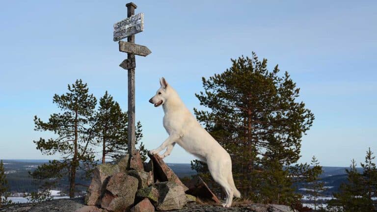 Läs mer om artikeln Kalas och bergsvandring