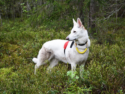 Sally – Swedish Dog Show Champion