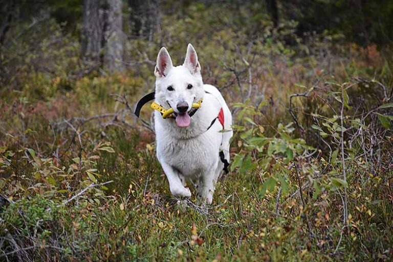 Läs mer om artikeln Taggad vovve