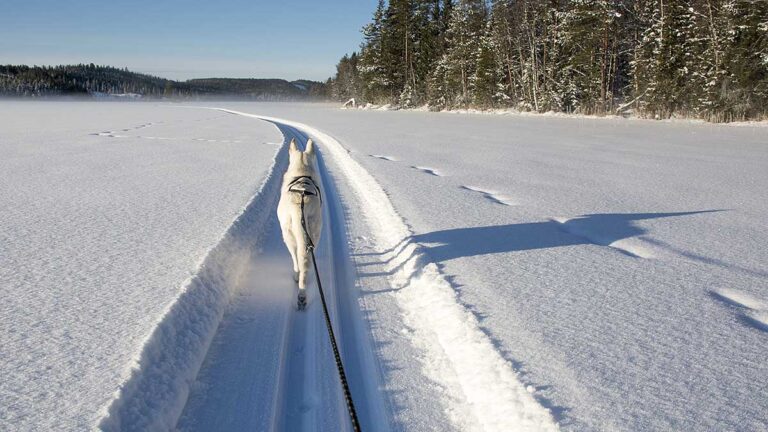 Läs mer om artikeln Skidåkning och hundträning