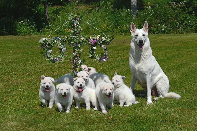 White Swiss Shepherd Dog with puppies at Swedish Midsummer by Helén Thalén