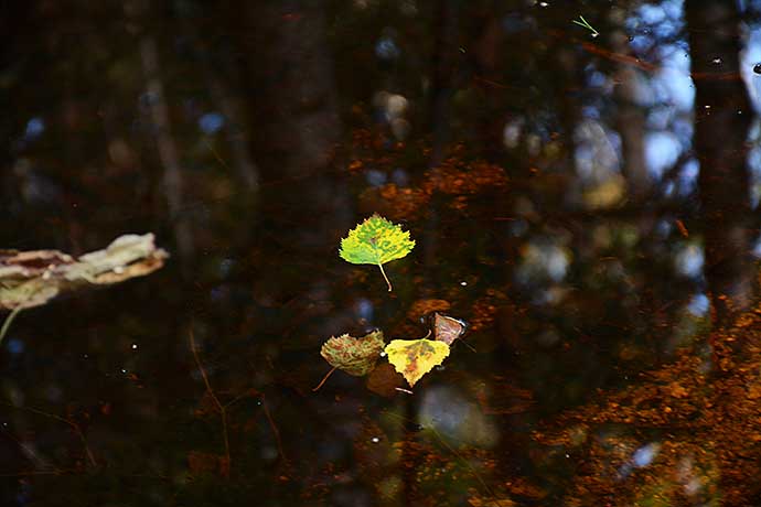 Hösten är här av Helen Thalen