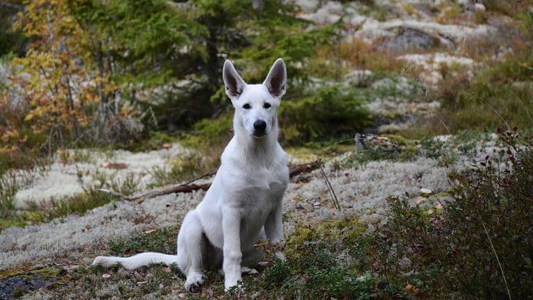 Läs mer om artikeln Lilla sötfröken