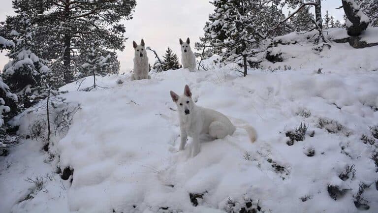 Läs mer om artikeln En härligt intensiv hundvecka