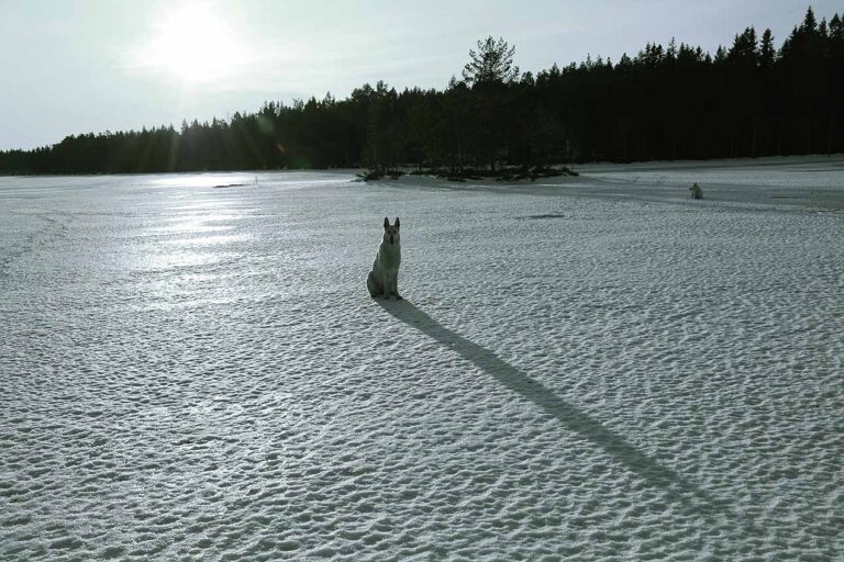 Läs mer om artikeln 282: Skuggfigurer (31/365)