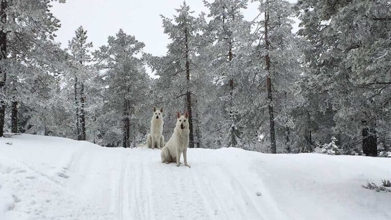 Läs mer om artikeln Geocaching och hundträning