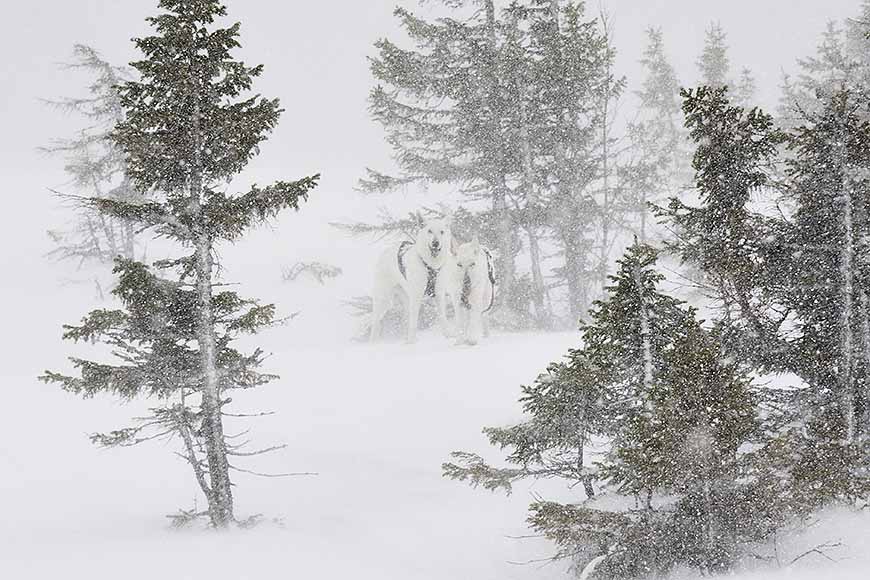 Snöstorm i Bydalen