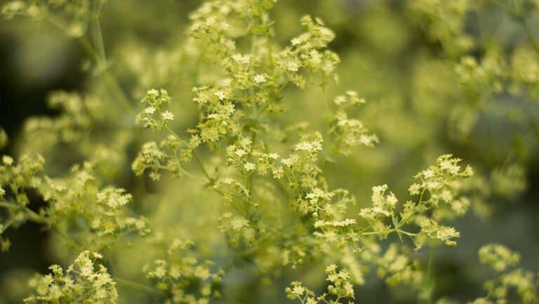 Läs mer om artikeln Daggkåpans gröna blommor