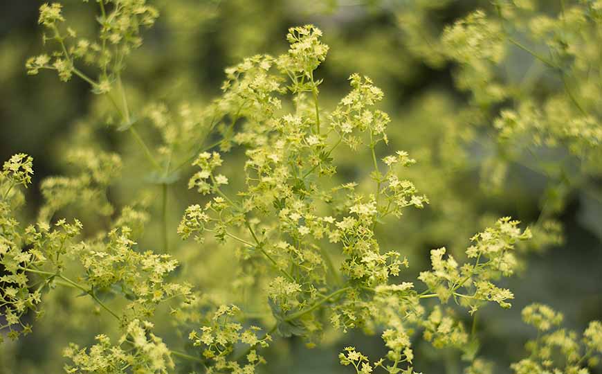 Daggkåpans gröna blommor av Helen Thalen