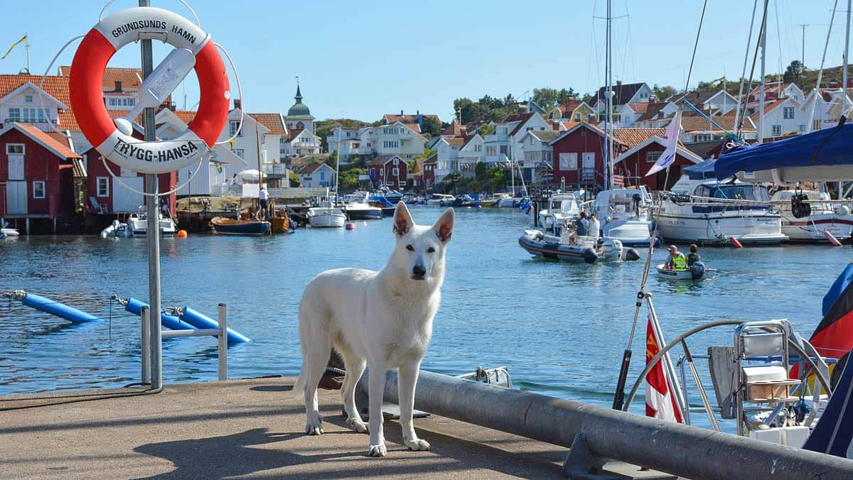 You are currently viewing Grundsund i Bohuslän mitt i juli