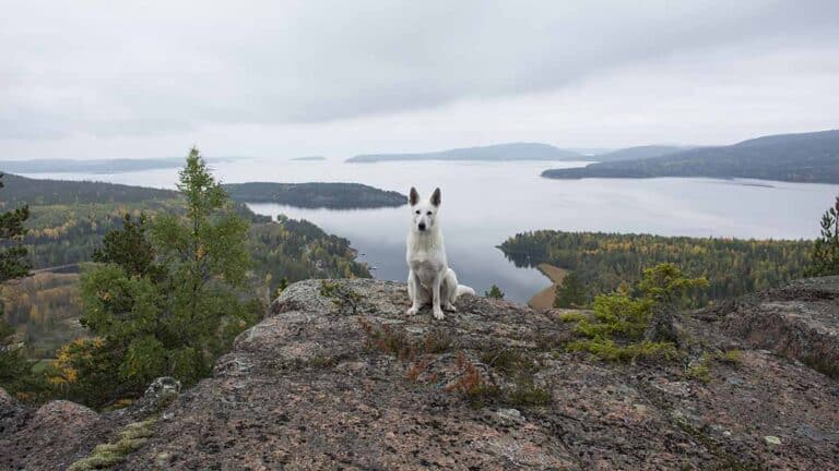 Läs mer om artikeln Högt upp i Hummelviks naturreservat