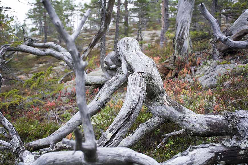 Knotigt gammalt träd i Hummelviks naturreservat av Helen Thalen