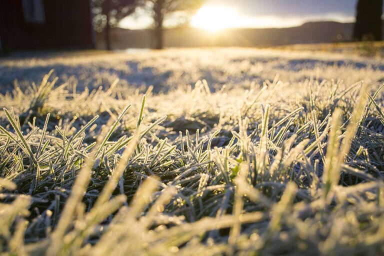 Läs mer om artikeln 258: Rimfrost (284/365)