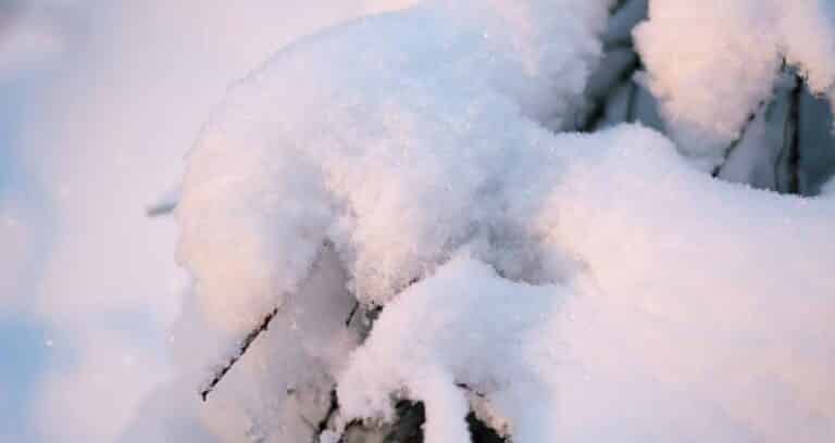 Läs mer om artikeln Gnistrande snö