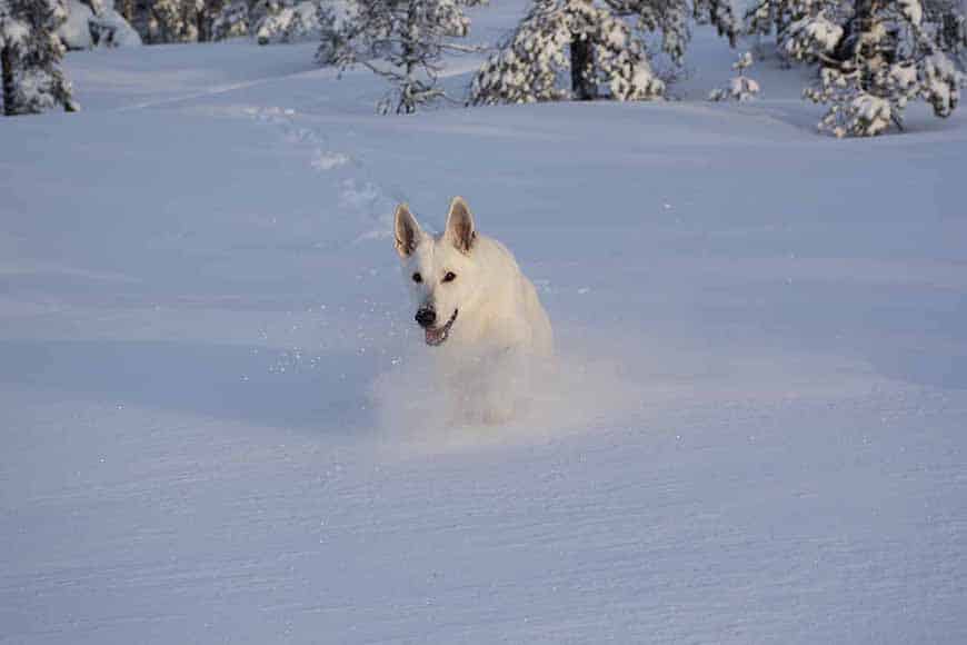 Vit herdehund springer i full fart i djupsnön av Helen Thalen