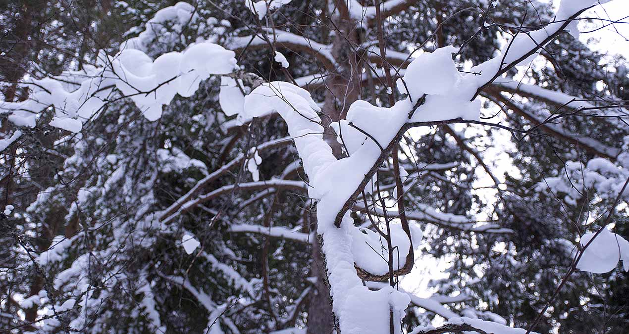 You are currently viewing Bära snö och snö som bär