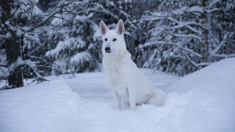 Läs mer om artikeln Nova, en Vit herdehund