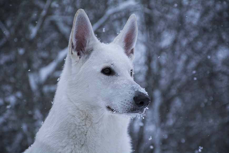Stella-Nova, Vit herdehund av Helen Thalen