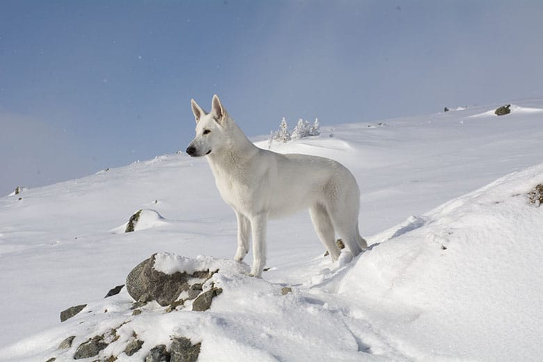 Stella-Nova, Vit herdehund, på Hovdehögen av Helen Thalen