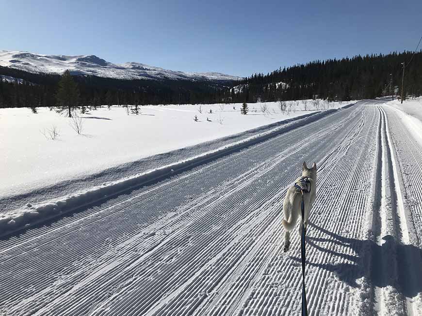Skidåkning med Vit herdehund i Bydalen av Helen Thalen