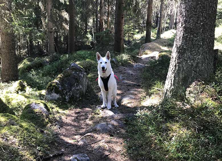 Nova, Vit herdehund, längs Gula leden på Åsberget av Helen Thalen