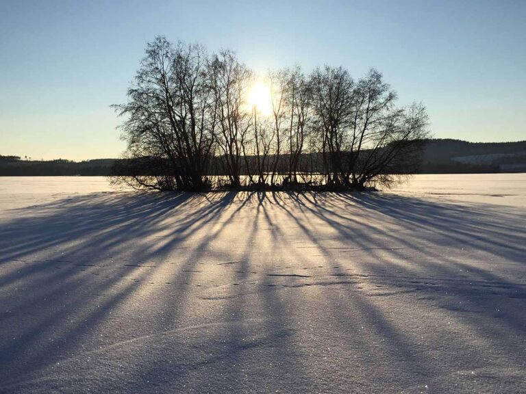 Läs mer om artikeln 108: Genomlyst (40/365)