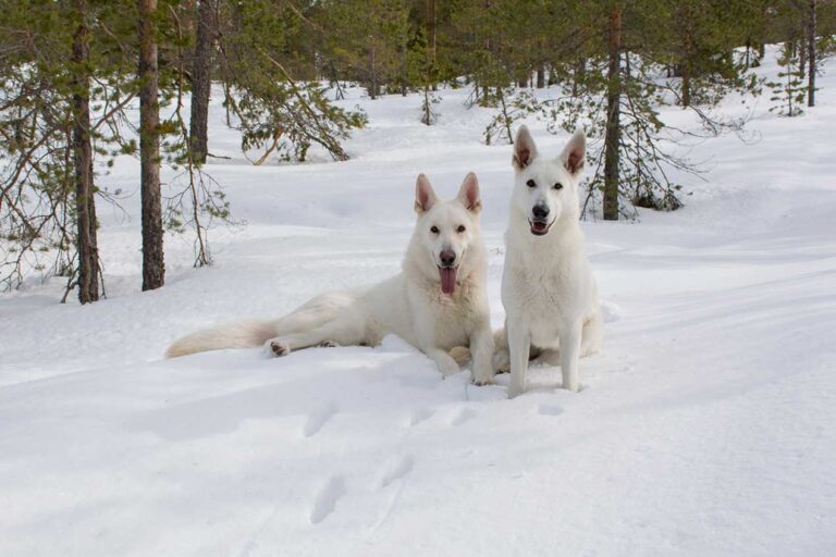 Läs mer om artikeln 111: Hundporträtt (126/365)