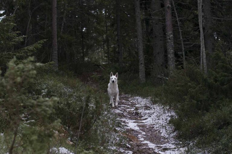 Läs mer om artikeln 120: Går sin egen väg (308/365)