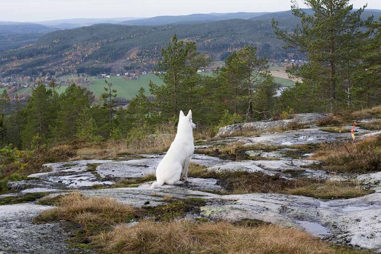 Läs mer om artikeln 137: Hurtig (251/365)