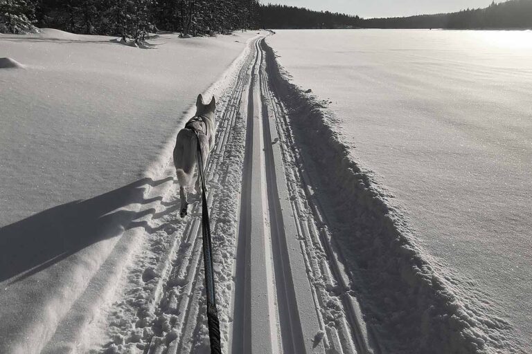 Läs mer om artikeln 159: Ledande linjer (45/365)