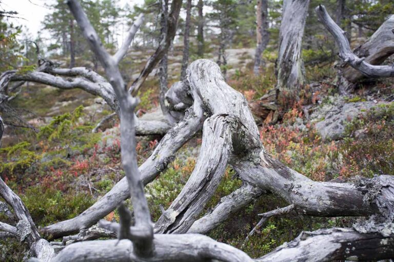 Läs mer om artikeln 223: Nedlagd (310/365)