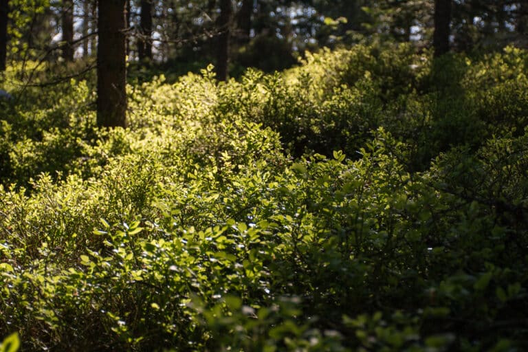 Läs mer om artikeln 249: På låg nivå (145/365