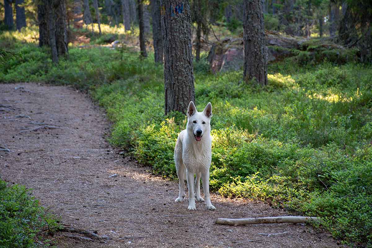 Nova, VIt herdehund, på promenad på Trysunda av Helen Thalen
