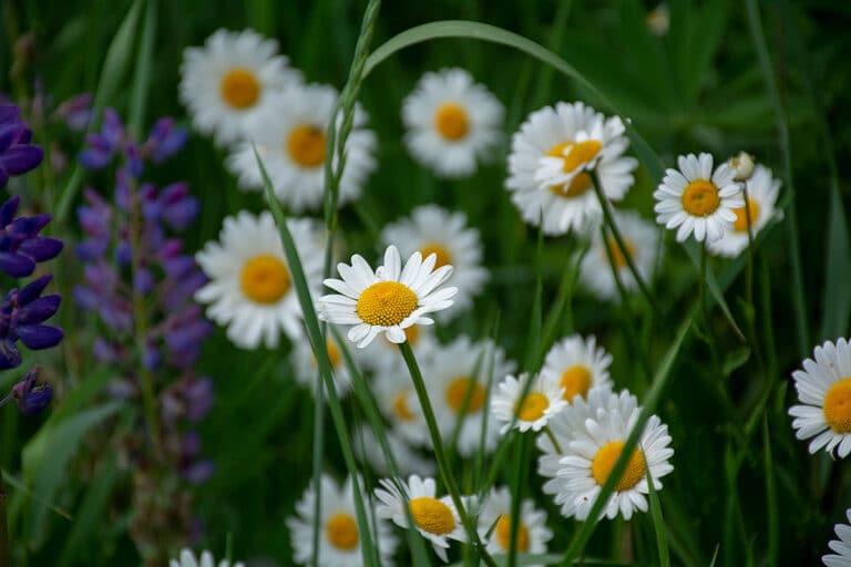 Läs mer om artikeln 266: Sommarblomster (220/365)