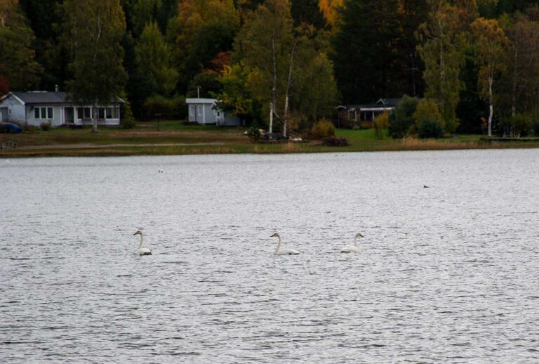 Läs mer om artikeln 289: Svanar (298/365)