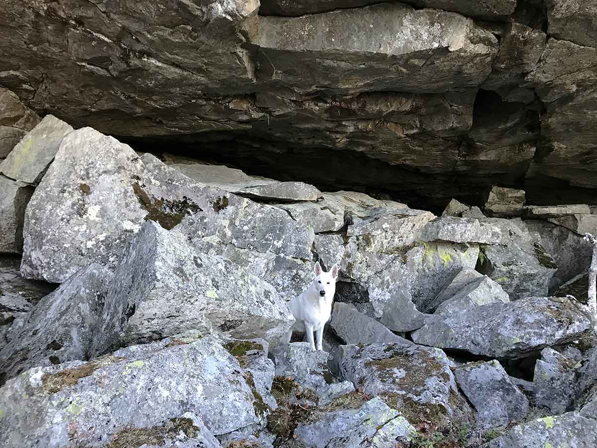 Nova, Vit herdehund, i grottan på Visarberget.