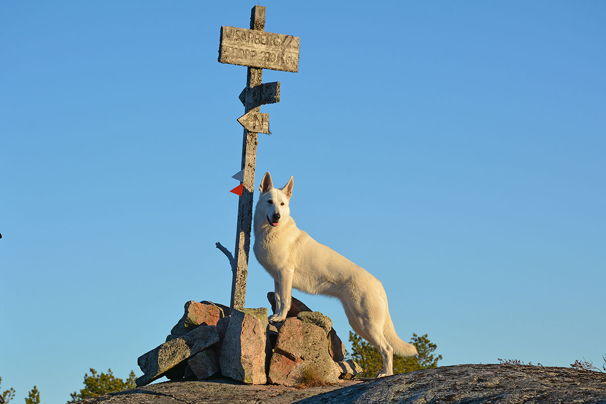 Nova, Vit herdehund, på toppen av Visarberget, Själevad, av Helen Thalen