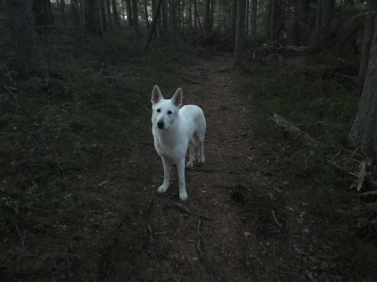 Det blev mörkt i skogen.