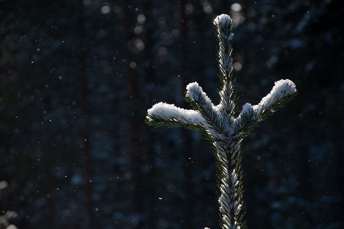 Snöflingor i luften av Helen Thalen