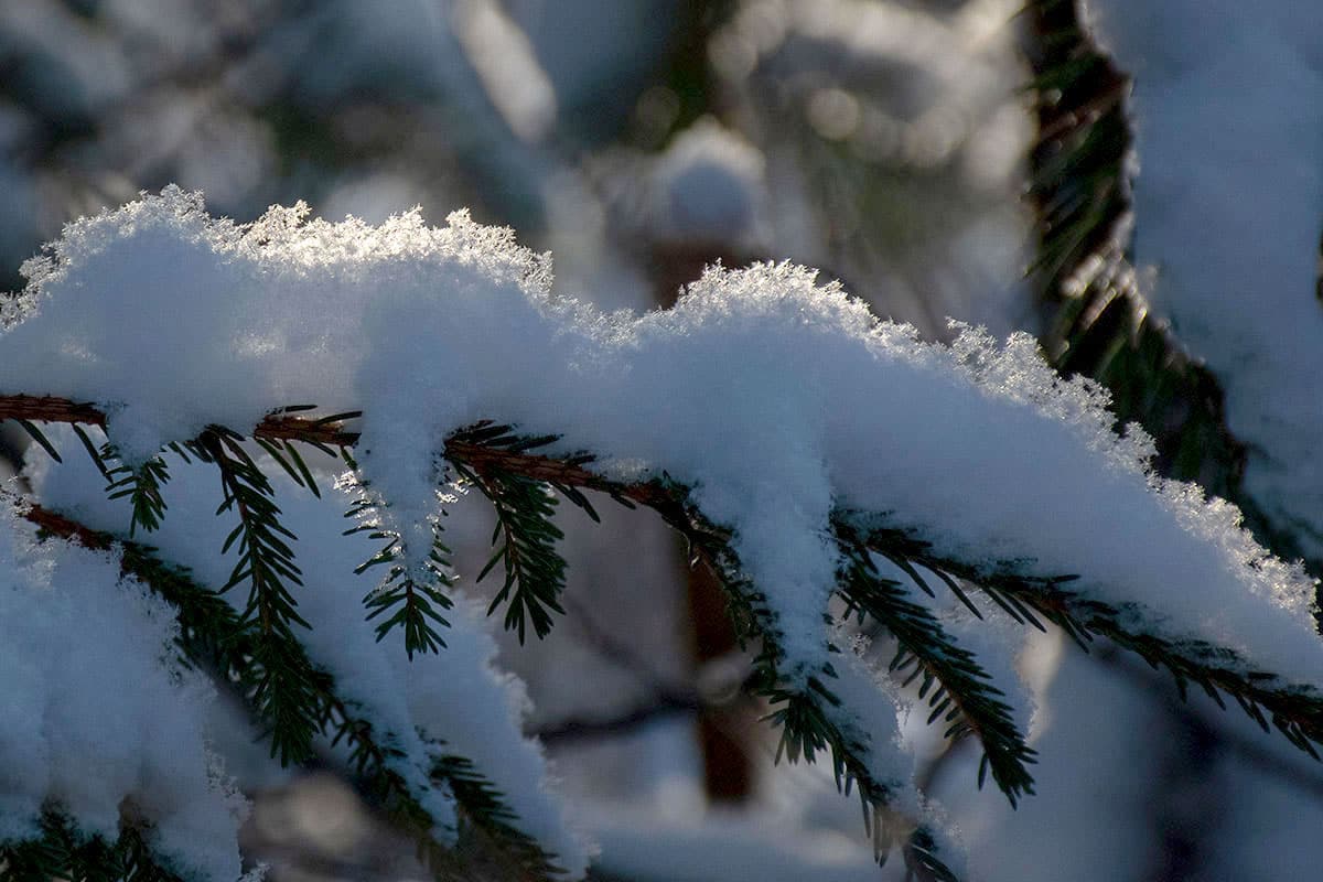 Soljus på snöig grangren av Helen Thalen
