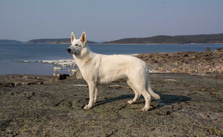 Läs mer om artikeln Mjuka hällar på Tennudden