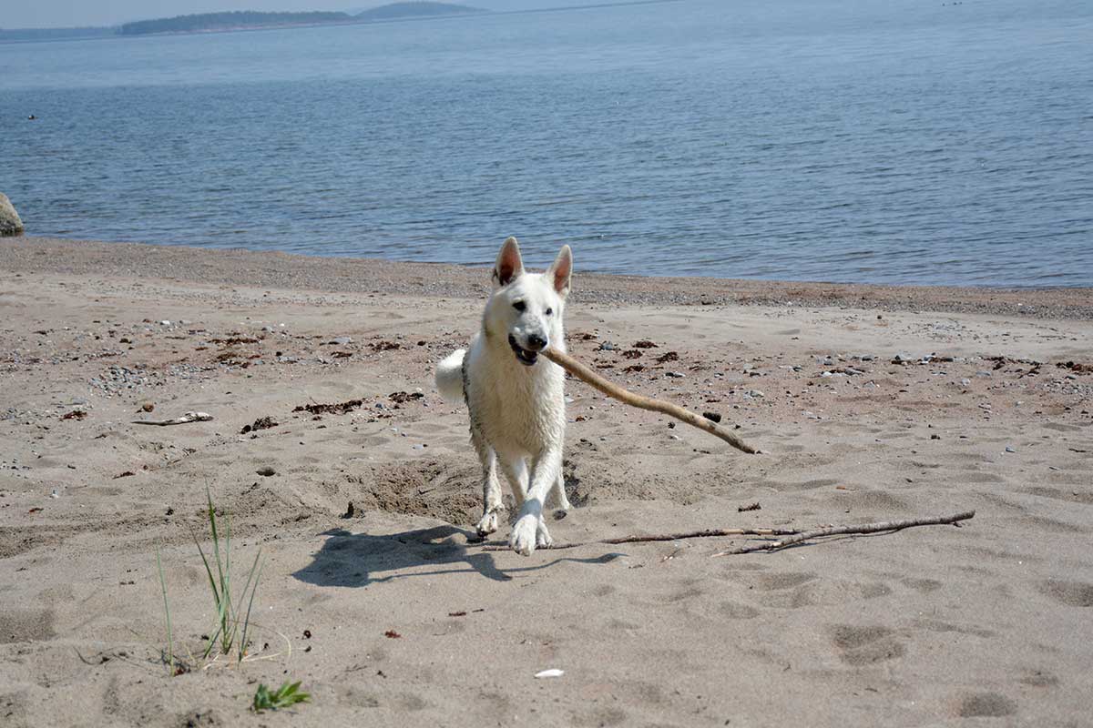 Nova, Vit herdehund, med pinne på strand i Skuleskogen