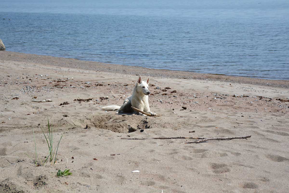 Vit herdehund på strand i Höga Kusten