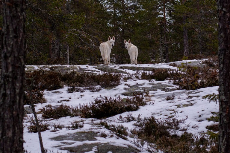 Läs mer om artikeln Kasta återblickar