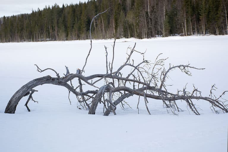 Läs mer om artikeln 97: Grenverk (33/183)