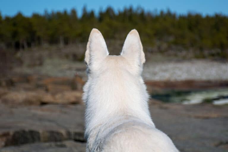 Läs mer om artikeln 187: Med spetsade öron (60/183)