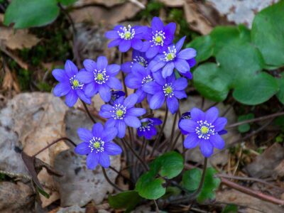 24: Blå blomma (65/183)