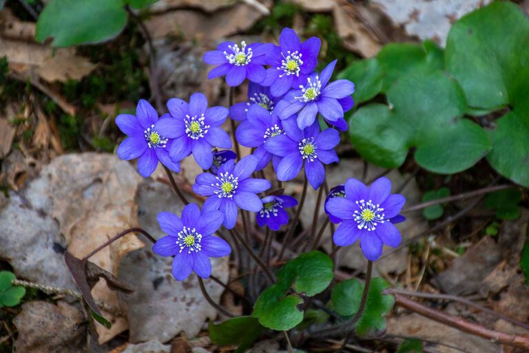 Läs mer om artikeln 24: Blå blomma (65/183)