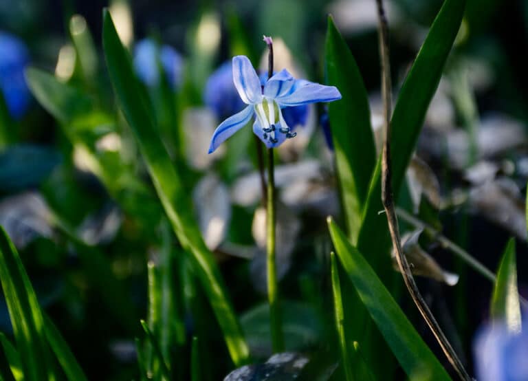 Läs mer om artikeln 207: Nu blommar det (71/183)